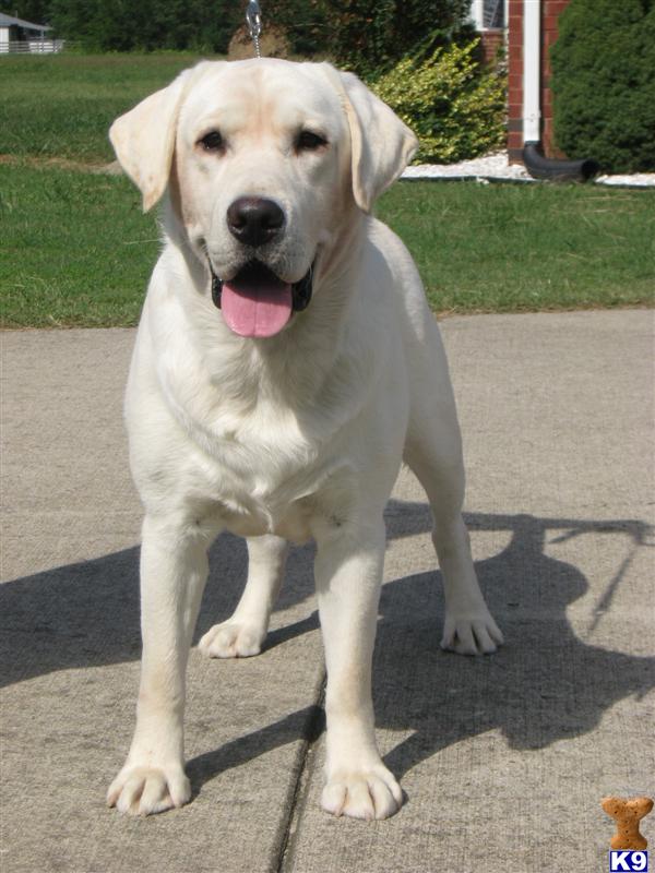 Stud Dogs in TN